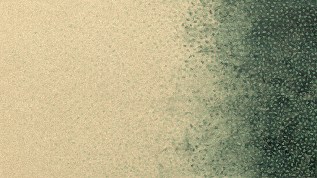Many small pale matcha marks gathering and deepening into one dense pool of teal across a wide bone field.