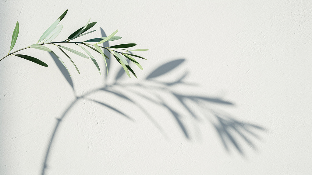 The soft shadow of a slender branch cast across a pale wall in side light.